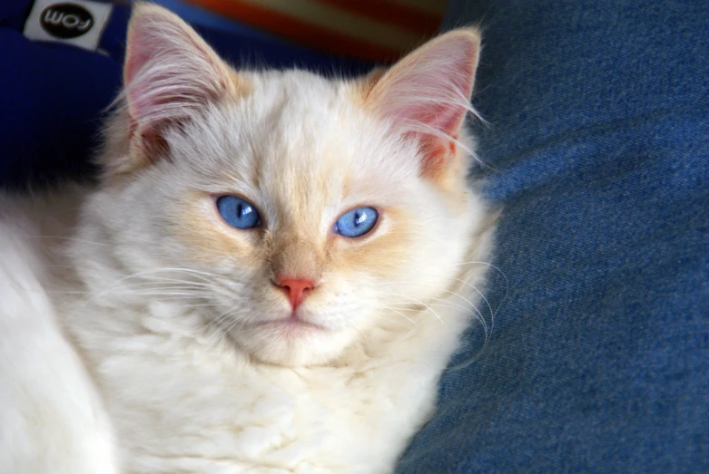 a white cat with blue eyes laying on the arm of someone's arm