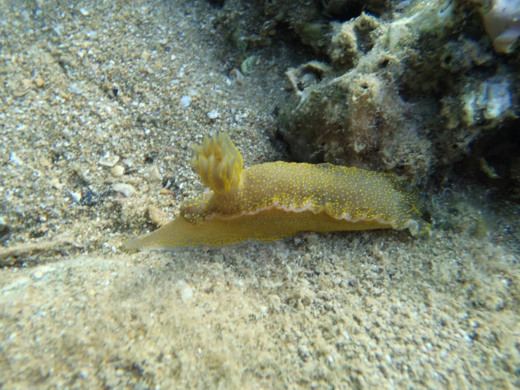 yellow sea slug crawling next to sand and pebbles