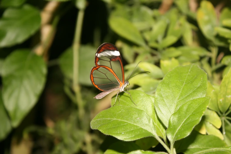 a erfly sitting on a leaf with water droplets