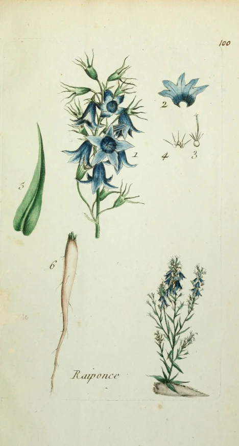 a vintage print of blue flowers