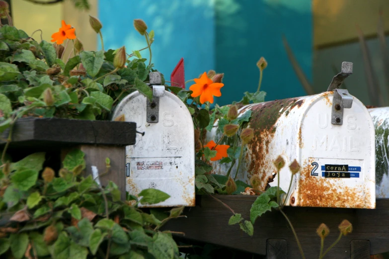 rusty mailboxes on a wooden rail, surrounded by flowering vines and orange flowers