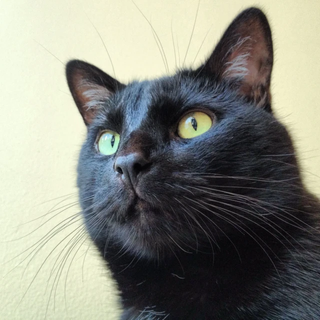 a black cat is looking at the camera