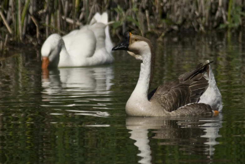 ducks in a pond and one is white and grey