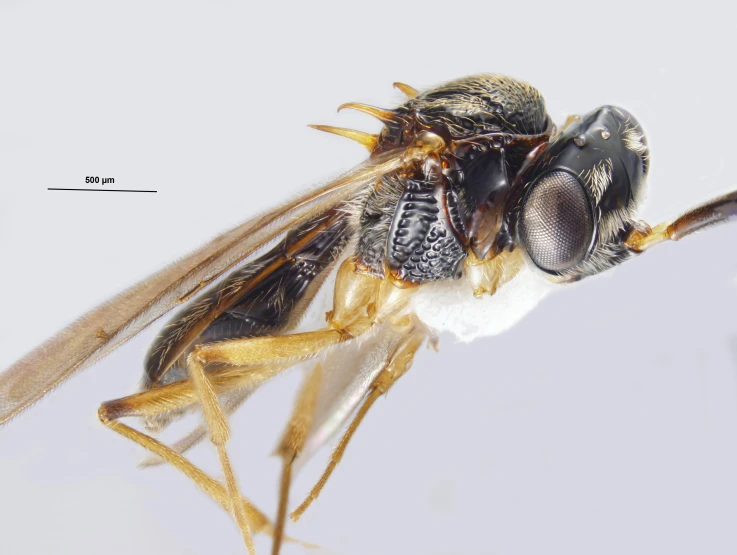 closeup of the head and eyes of a fly