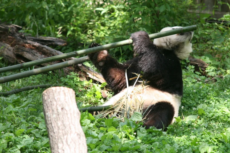 a bear is laying down on the ground with his paws up