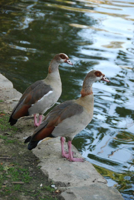 two birds are perched on the concrete next to the water