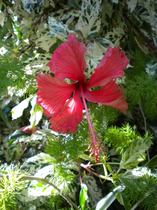 an image of a flower that is blooming very nicely