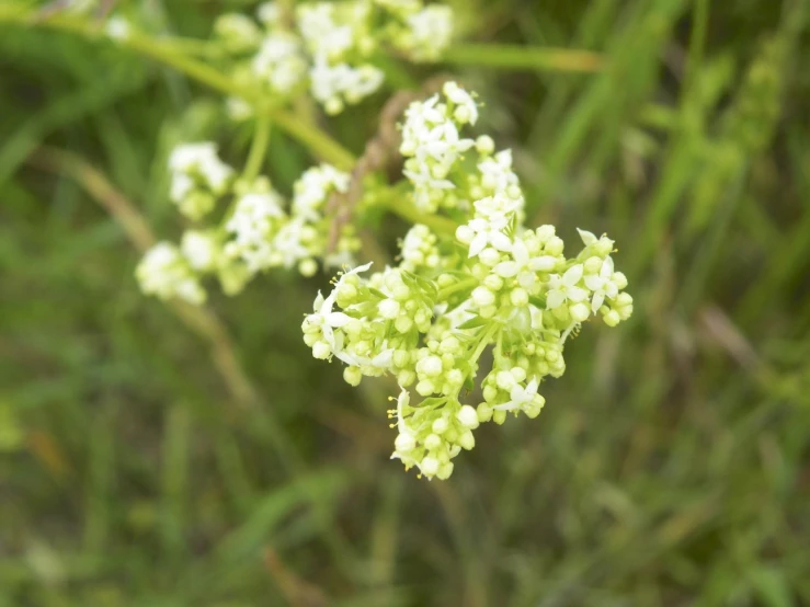 the delicate, small white flowers are abundant on the nch