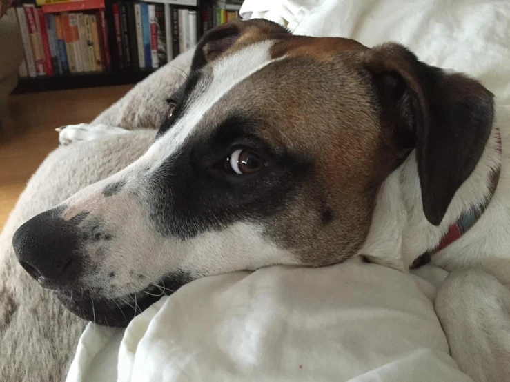 the dog has brown eyes and is laying down on the bed