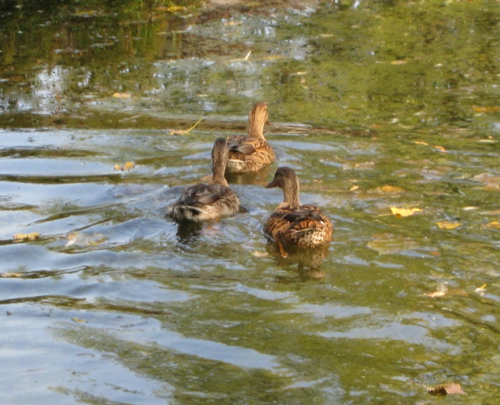 three ducks floating in a lake next to trees