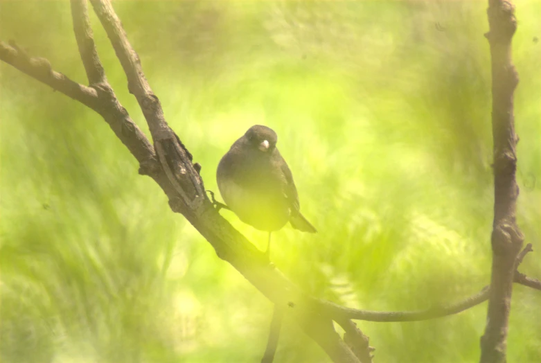 a black bird perched on top of a nch