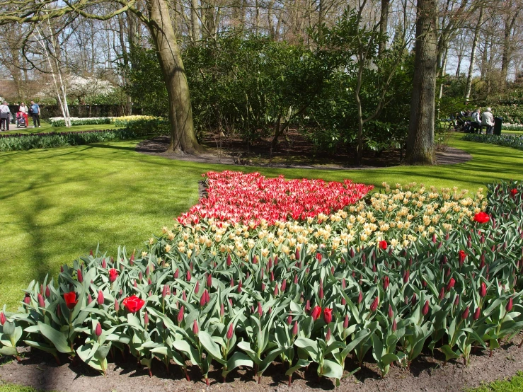 colorful tulips in a garden that are growing on the grass