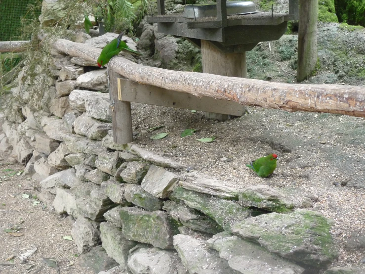 green parrots with red and yellow feathers sitting on some rock