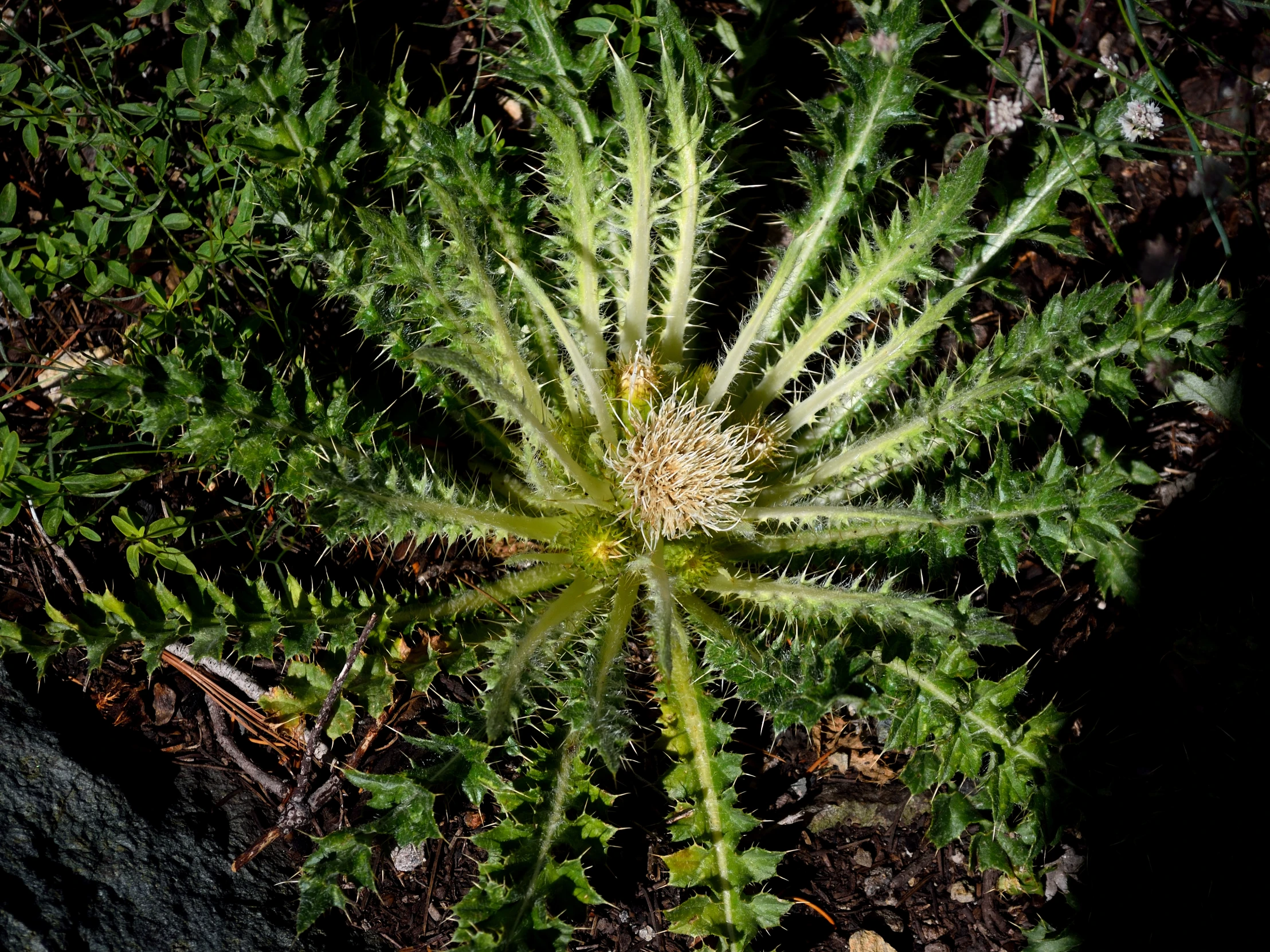 a green plant surrounded by small white dots