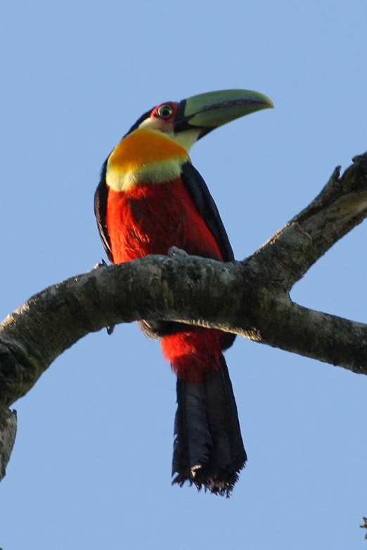 a red bird with a yellow beak sitting on top of a tree nch