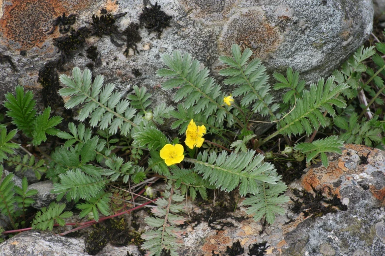 the yellow flower is growing out of the rocks