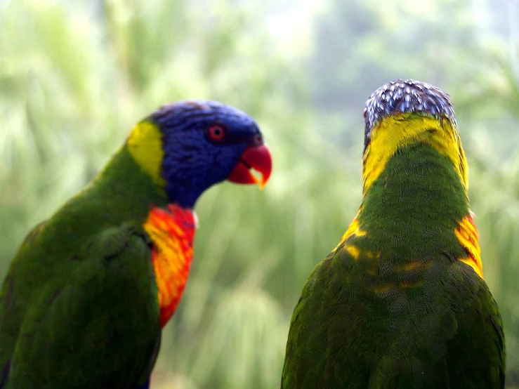 two large birds stand next to each other