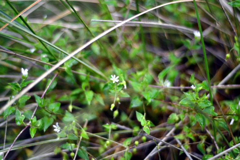 a grassy area with some flowers and plants