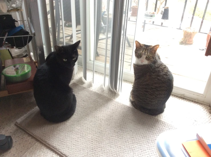 two black cats sitting in front of a door