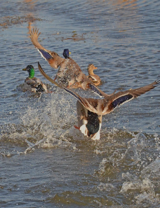 three ducks in the water and one with it's wings up