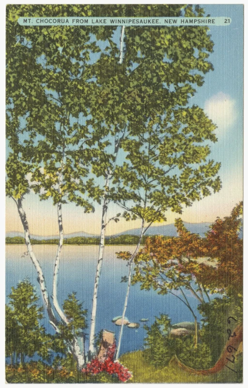 a postcard showing the scenery of a wooded area by the water