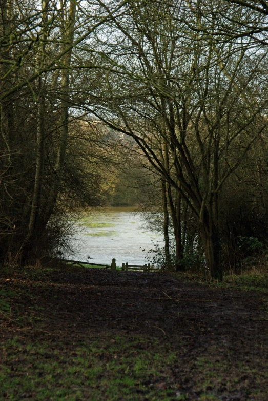 trees overhanging the water and onlookers by