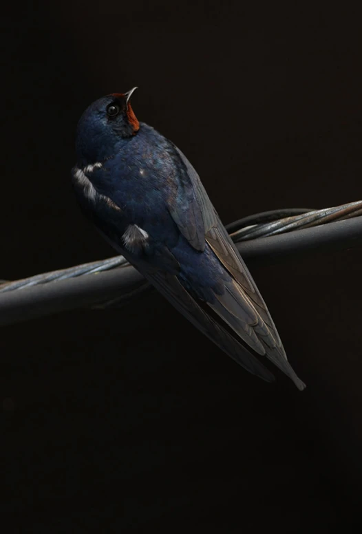 small bird with a black nose sitting on top of a metal bar