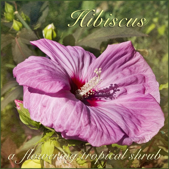 the image has a pink flower and has green leaves