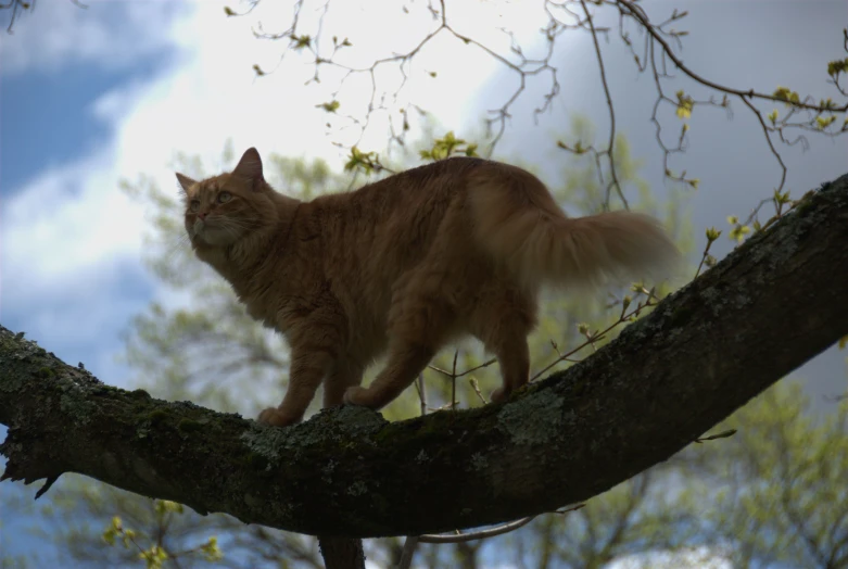 a large cat standing on top of a tree nch