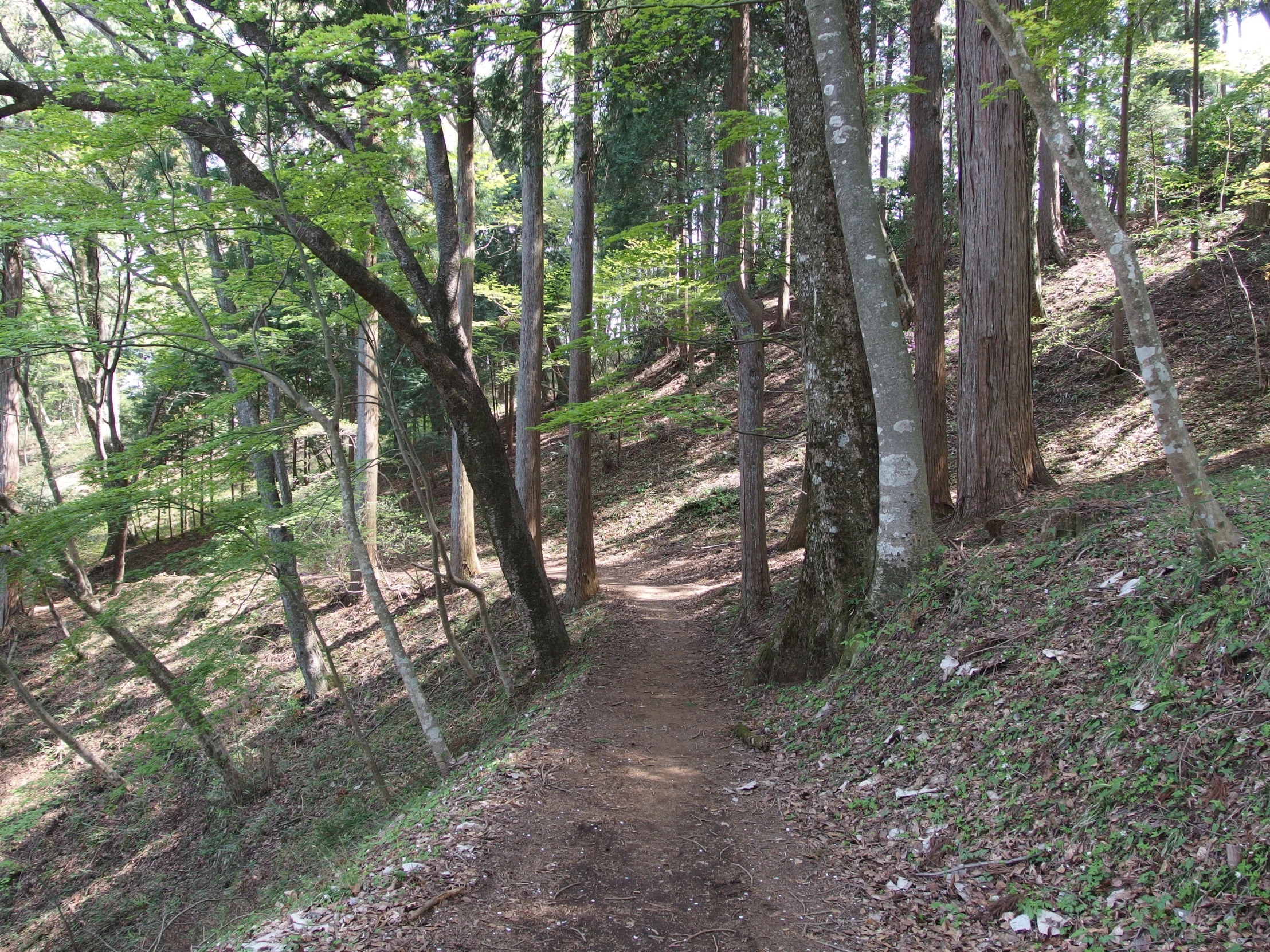 a small trail in the middle of some trees