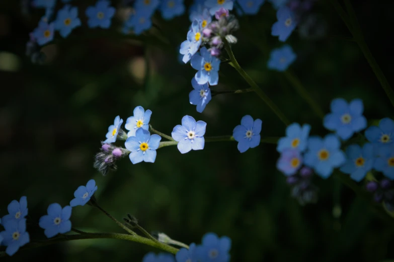 there are little blue flowers that are all over the place