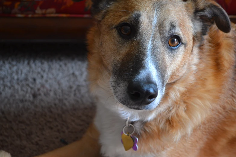 a dog sitting down in front of a couch