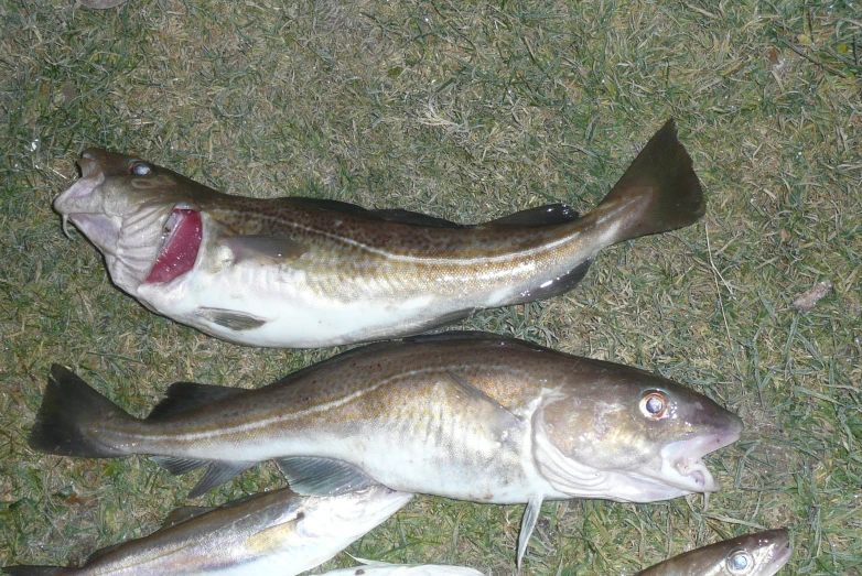 two dead fish laying on the ground