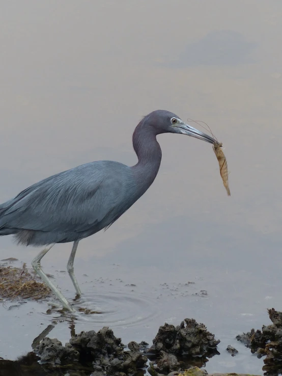 there is a very large bird standing in the water