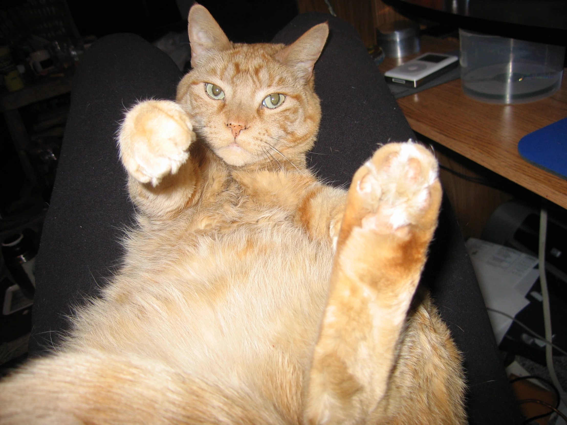 a cat sitting in a chair making a fist gesture