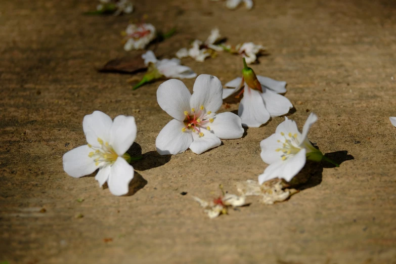 white flowers lay on the ground in this image