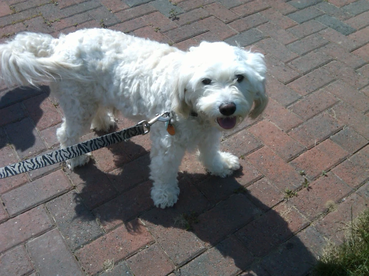 the white dog is wearing a leash on its neck