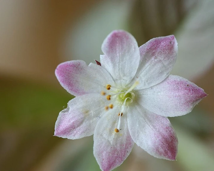 the pink and white flower has two petals