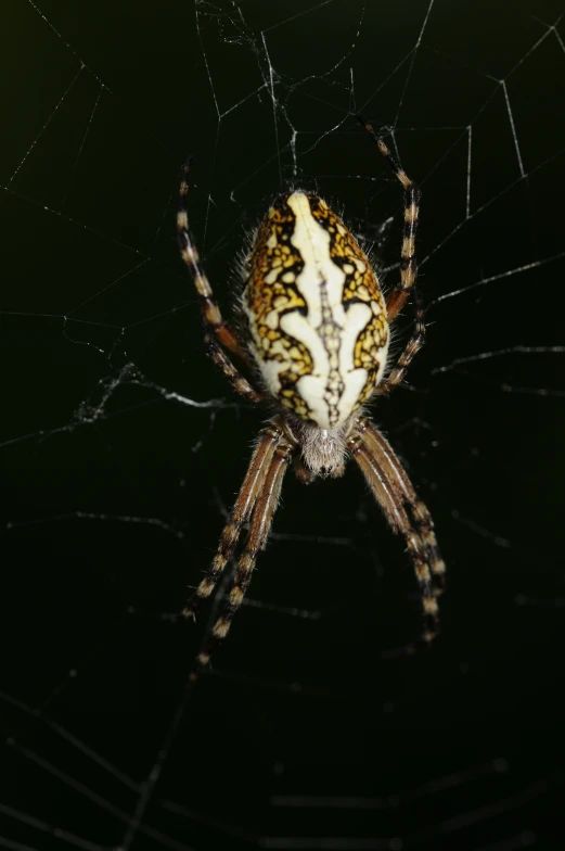 the spider is looking at its prey in the web