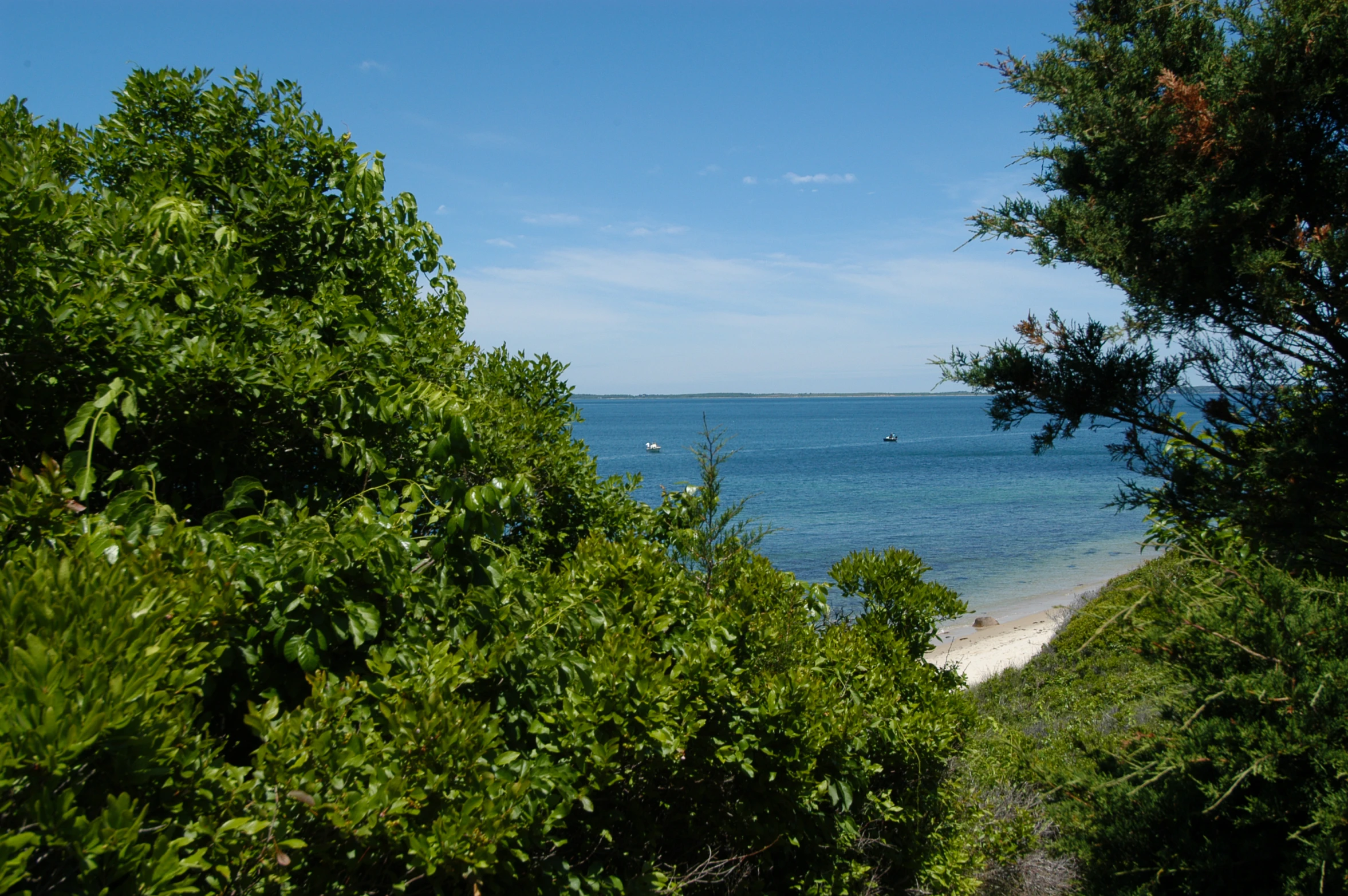 a beach area is seen through some bushes and trees