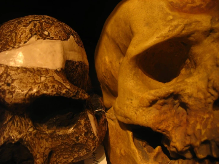 a close up of a human skull