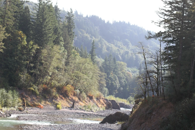 a bear walking along a rocky bank of the river