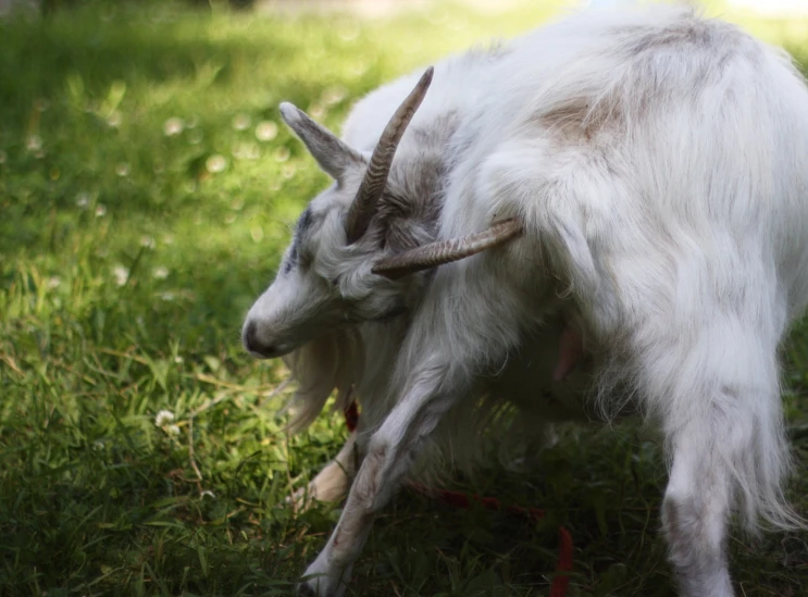 a goat with long horns stands on grass