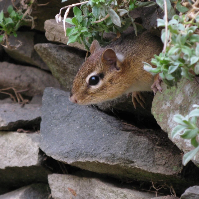 a small chipper standing between some rock and plants