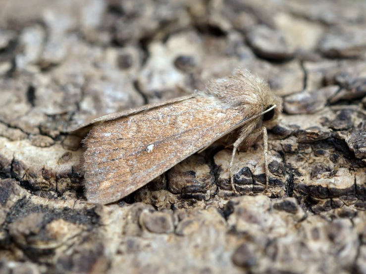 the insect is laying on the tree bark