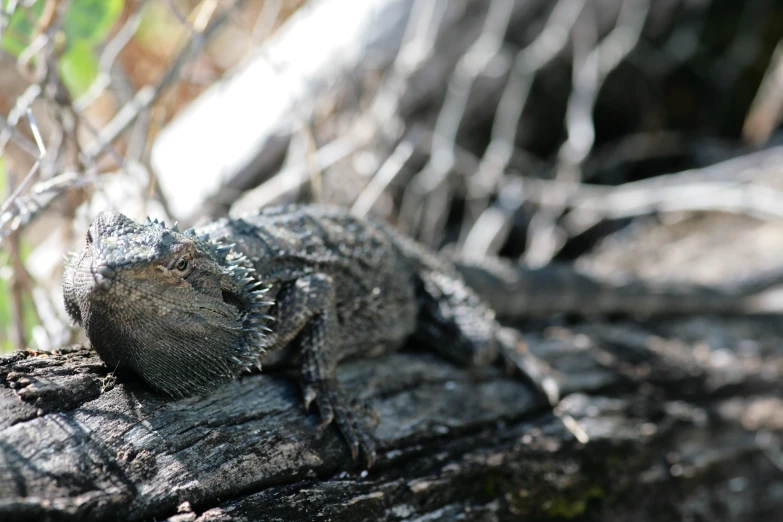 a crocodile is resting on a piece of wood in a zoo exhibit