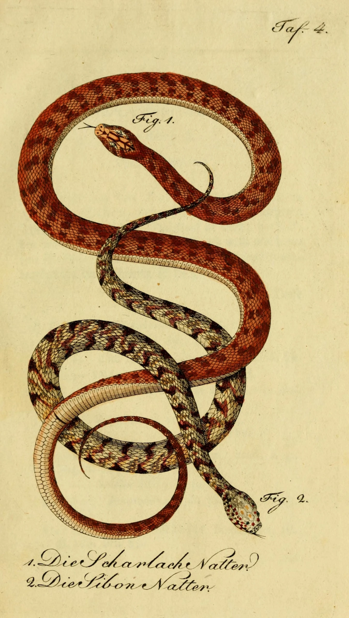 an antique illustration of snakes and eggs