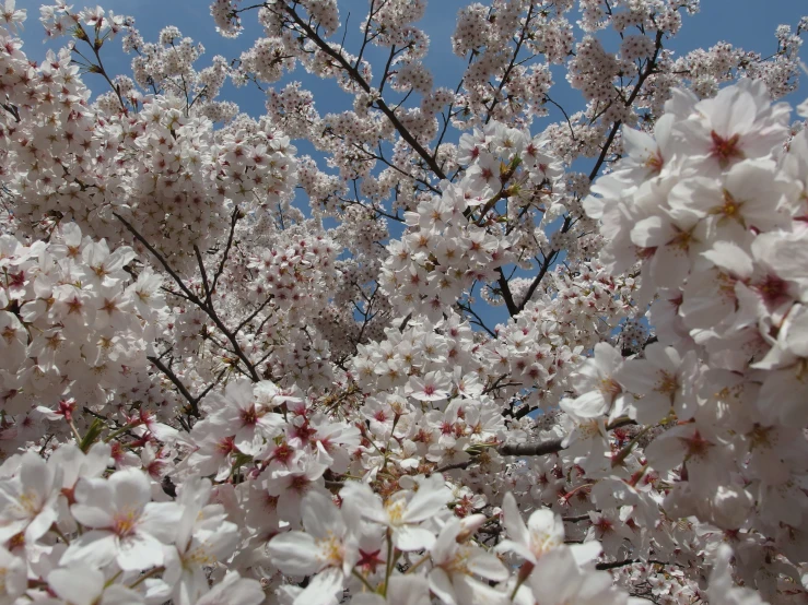 a nch with pink flowers under a blue sky