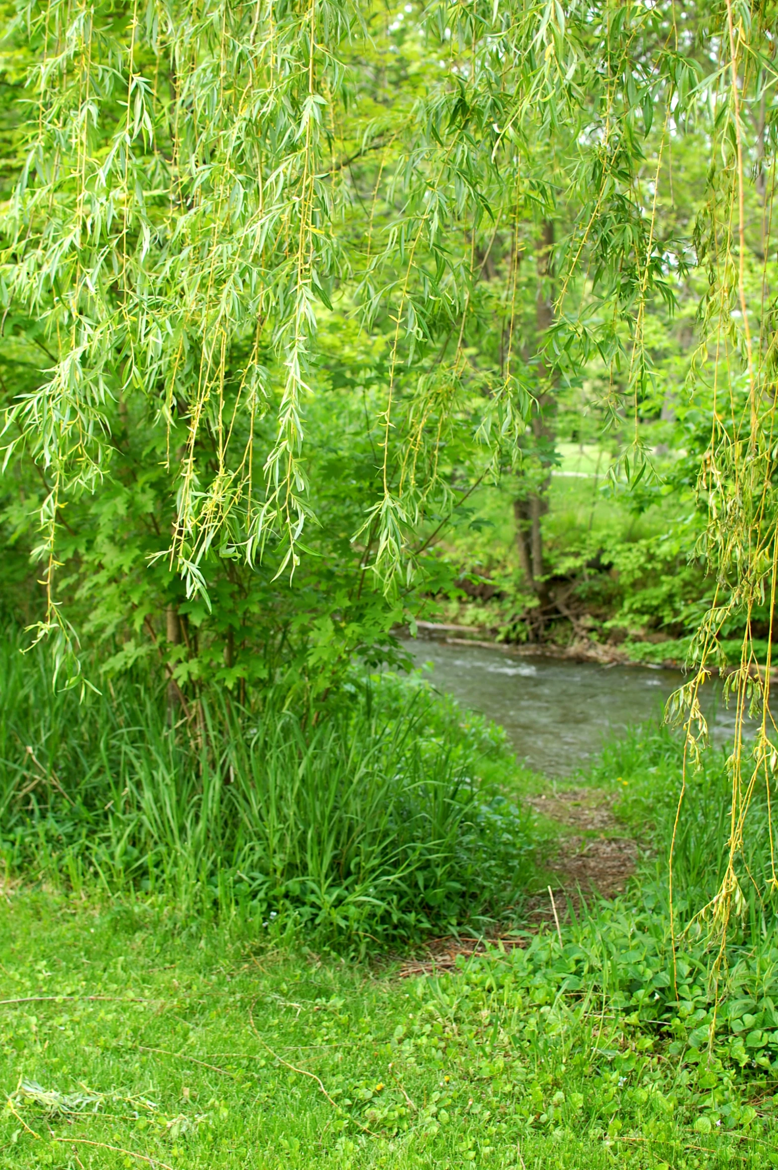 the view of a pond in the park, under a tree