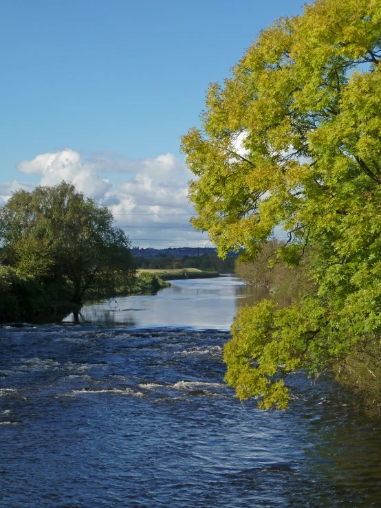 river flowing through a lush green forest in the day